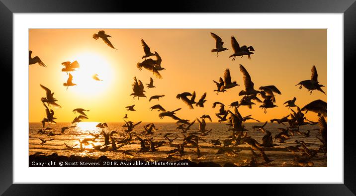 Seagulls At Sunset Framed Mounted Print by Scott Stevens