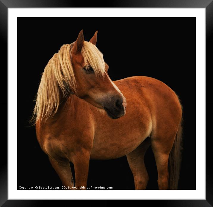 Pretty Palomino Pony Framed Mounted Print by Scott Stevens