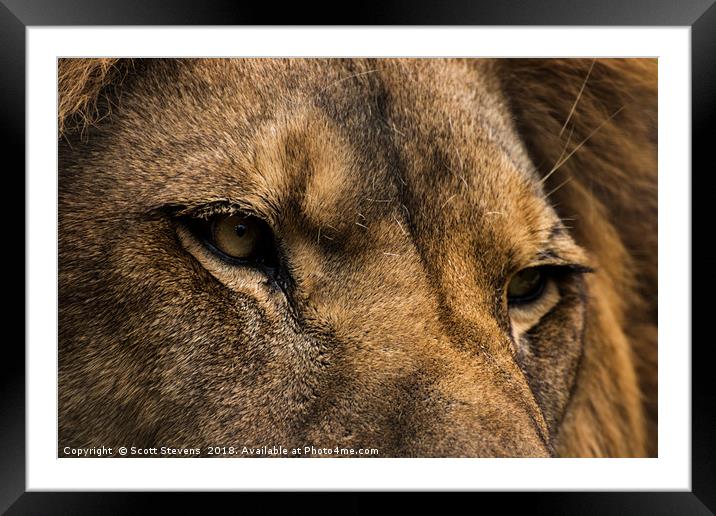 The Eyes Have It Framed Mounted Print by Scott Stevens