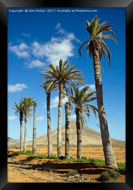 Palm Trees, La Oliva, Fuerteventura Framed Print by John Parker