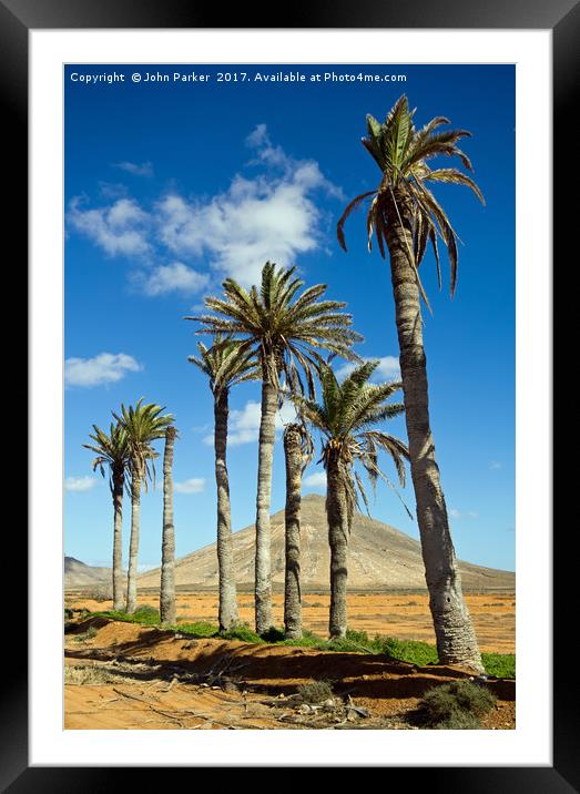 Palm Trees, La Oliva, Fuerteventura Framed Mounted Print by John Parker