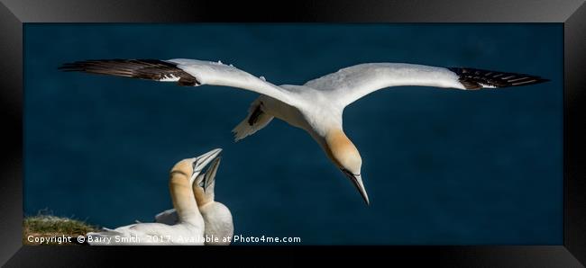 Gannet Flyby Framed Print by Barry Smith