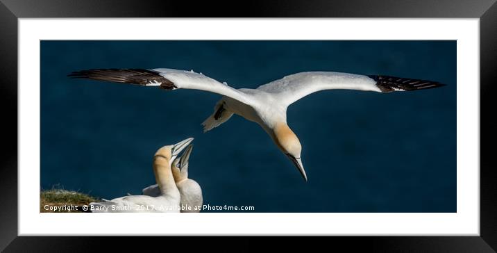 Gannet Flyby Framed Mounted Print by Barry Smith