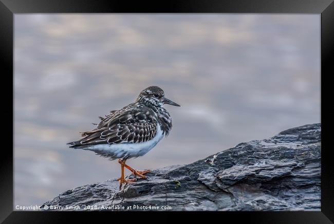 Turnstone at Sunset Framed Print by Barry Smith