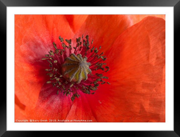 Red Poppy Framed Mounted Print by Barry Smith