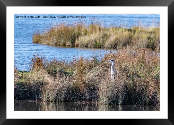 Hunting Heron Framed Mounted Print by RICHARD MOULT