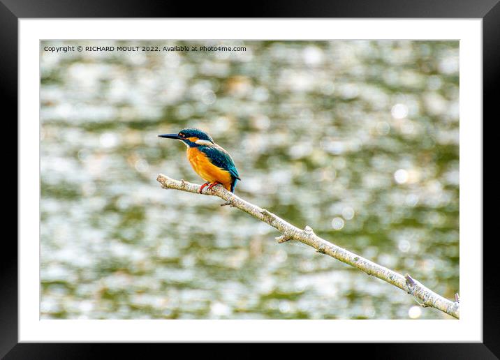 Hunting Kingfisher Framed Mounted Print by RICHARD MOULT