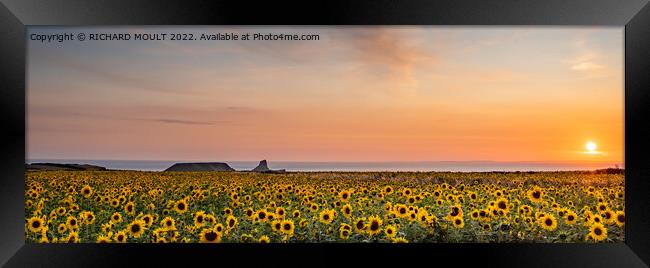 Rhossili Sun Flowers Framed Print by RICHARD MOULT