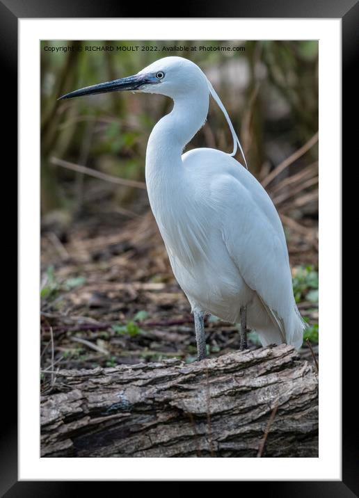 Little Egret Framed Mounted Print by RICHARD MOULT