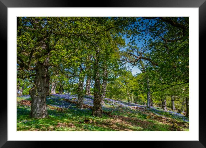 Bluebell Woodland Framed Mounted Print by RICHARD MOULT