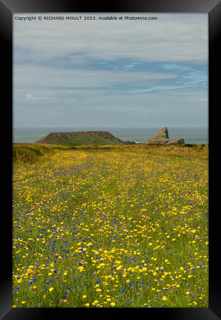 Wild Flowers at Rhossili on Gower Framed Print by RICHARD MOULT