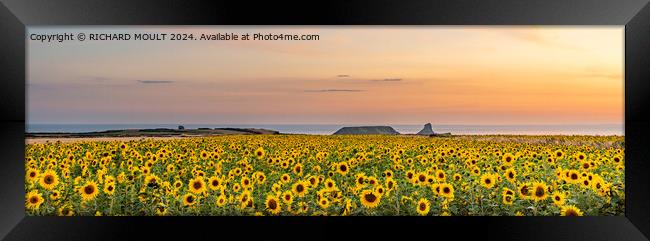 Rhossili Sunflowers on Gower  Framed Print by RICHARD MOULT
