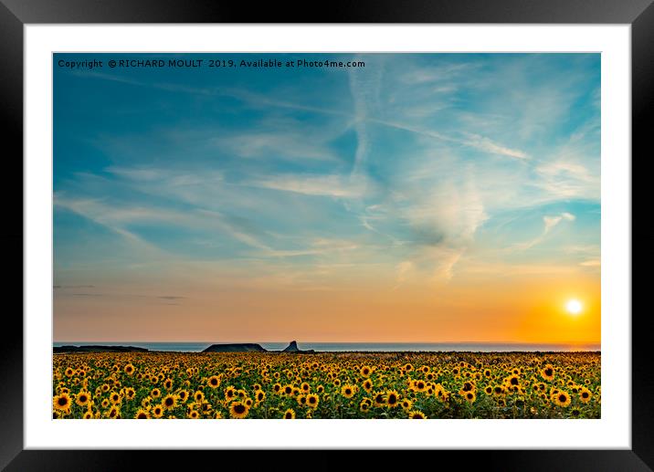 Sunflowers At Rhosilli At Sunset Framed Mounted Print by RICHARD MOULT