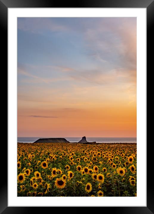 Rhosilli Sunflowers at Sunset with Worms Head Framed Mounted Print by RICHARD MOULT
