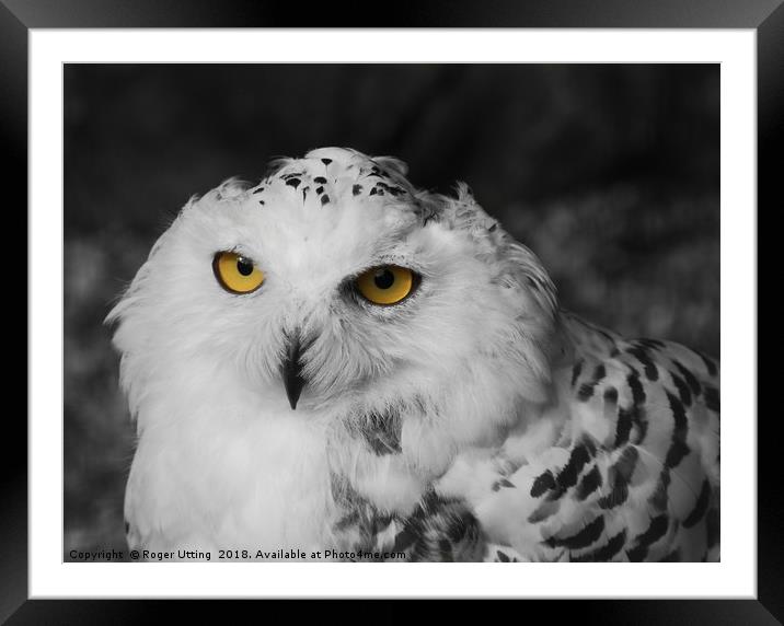 Snowy owl Framed Mounted Print by Roger Utting