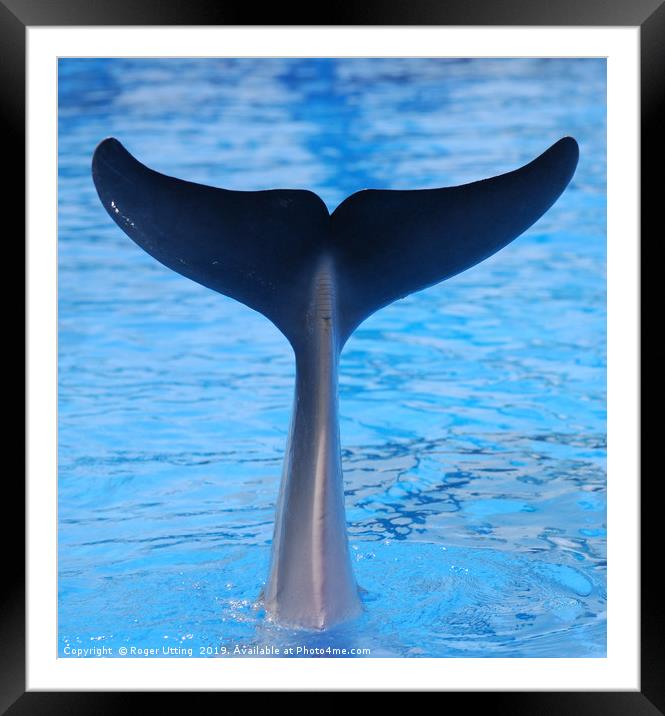 A dolphin tail sticking out of the water Framed Mounted Print by Roger Utting