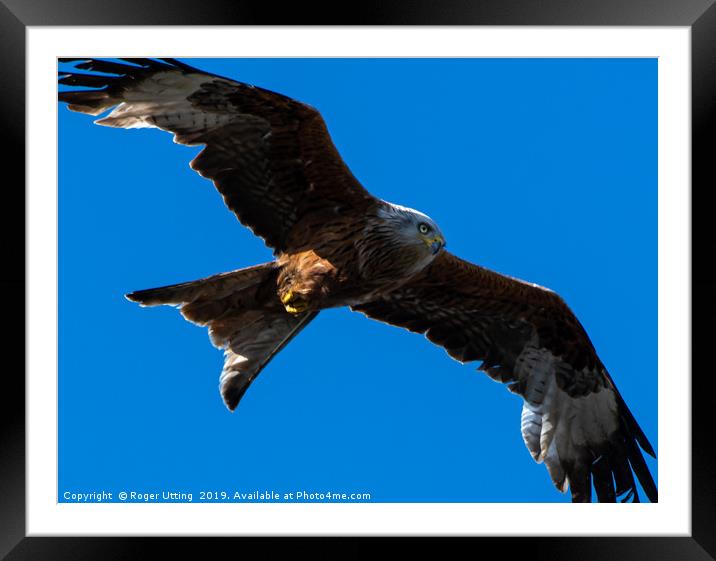 Red Kite on the wing Framed Mounted Print by Roger Utting