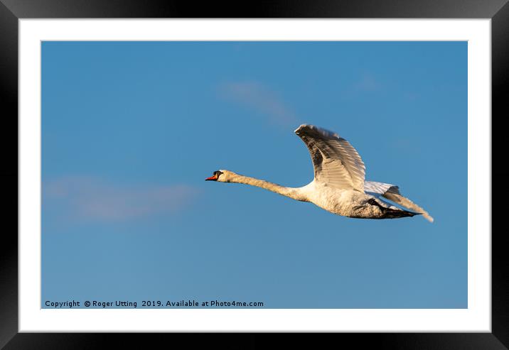 Mute Swan flying Framed Mounted Print by Roger Utting