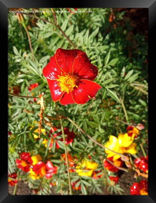 Plant flower Framed Print by Barbara Rea