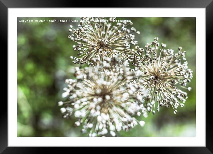 Explosion of popcorn Framed Mounted Print by Juan Ramón Ramos Rivero