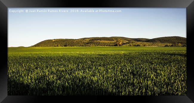 Wheat fields Framed Print by Juan Ramón Ramos Rivero