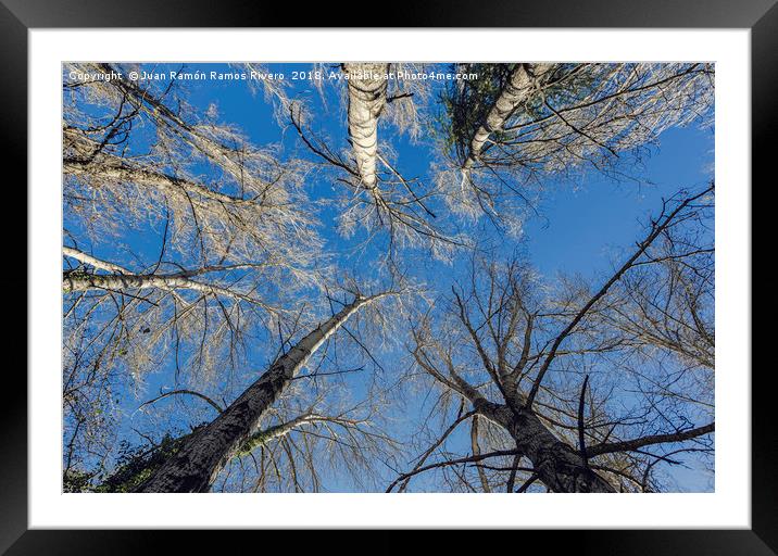 Trees from below Framed Mounted Print by Juan Ramón Ramos Rivero