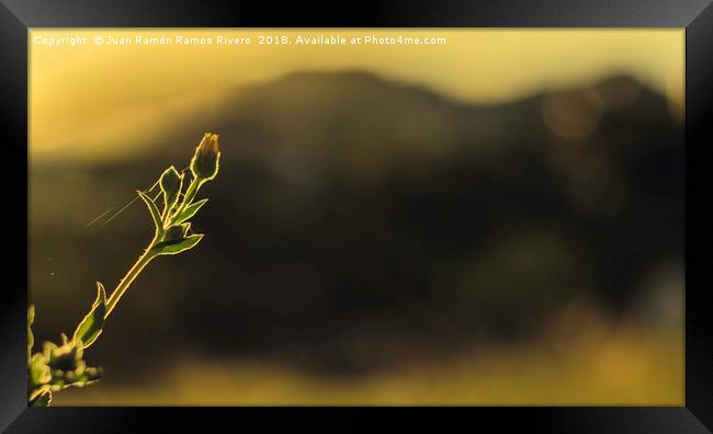 Silhouette of closed daisy at sunset Framed Print by Juan Ramón Ramos Rivero