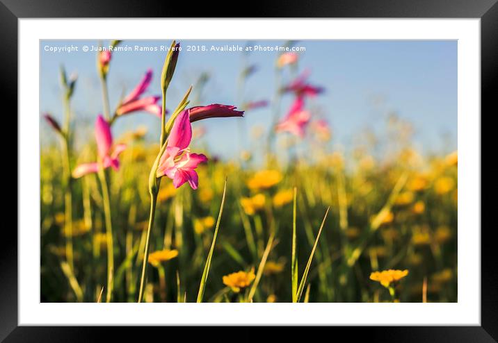 Campanula field and daisies Framed Mounted Print by Juan Ramón Ramos Rivero