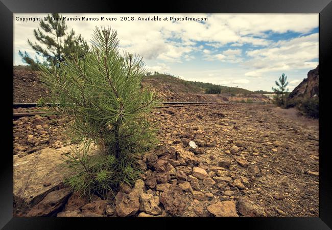 Young and small pine among stones with the train t Framed Print by Juan Ramón Ramos Rivero