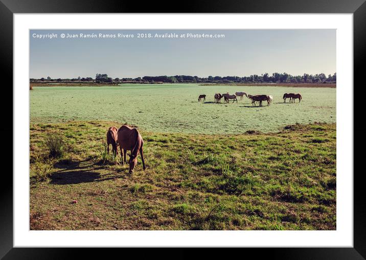Wild mare with her foal eating grass in the marshe Framed Mounted Print by Juan Ramón Ramos Rivero