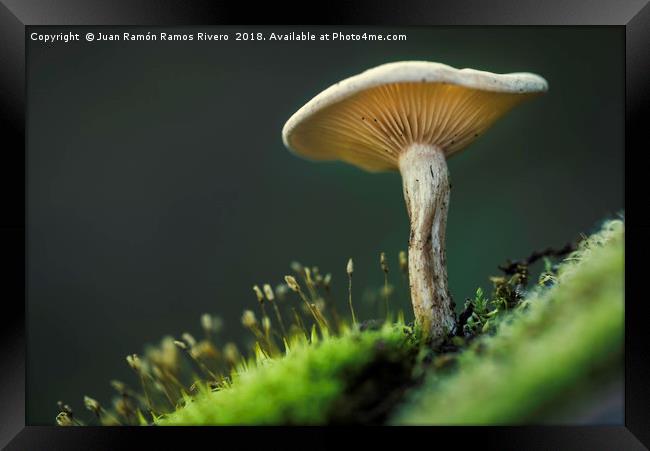 Small mushroom seen from below Framed Print by Juan Ramón Ramos Rivero