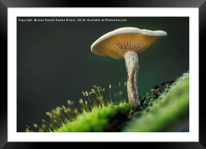 Small mushroom seen from below Framed Mounted Print by Juan Ramón Ramos Rivero