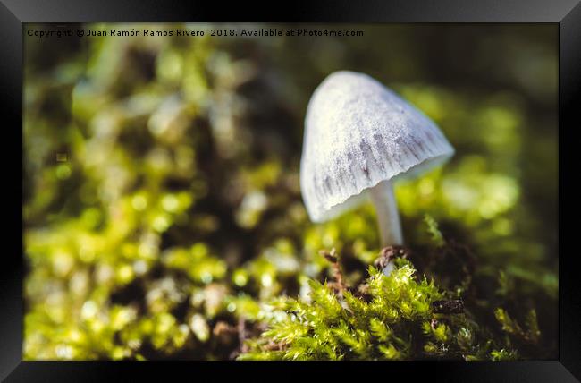 The Magic Mushroom or Liberty Cap Framed Print by Juan Ramón Ramos Rivero