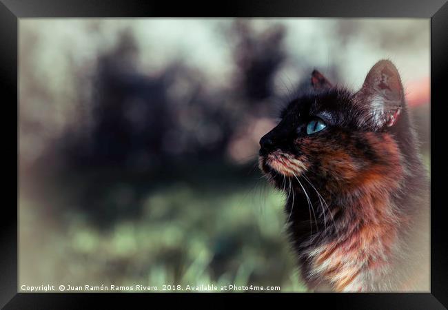 Nice blue-eyed cat Framed Print by Juan Ramón Ramos Rivero