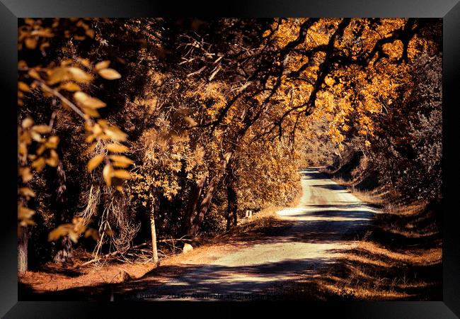 Autumnal color in the forest with the path among t Framed Print by Juan Ramón Ramos Rivero