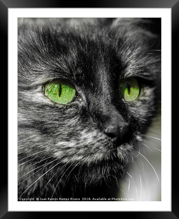 Close-up in black and white of a cat's face Framed Mounted Print by Juan Ramón Ramos Rivero