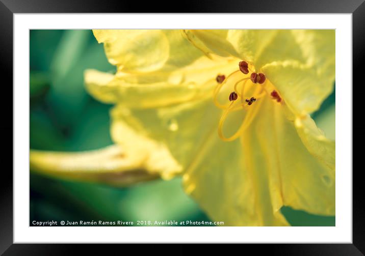 Yellow bell flower with red pistils close up Framed Mounted Print by Juan Ramón Ramos Rivero
