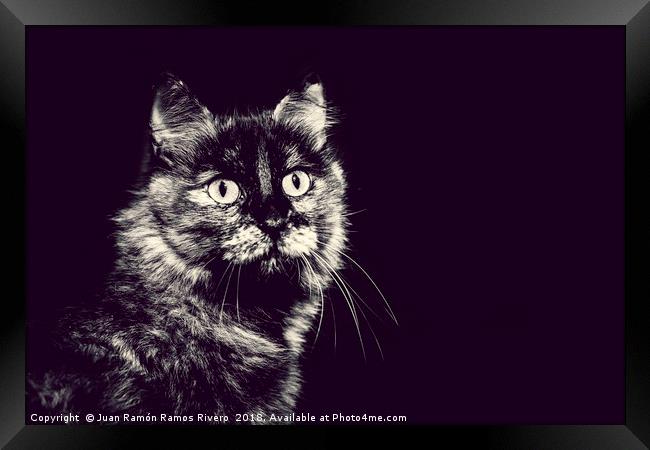 Image of very nice cat in black and white Framed Print by Juan Ramón Ramos Rivero