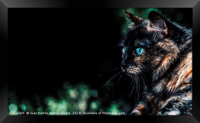 Very nice cat with green eyes Framed Print by Juan Ramón Ramos Rivero