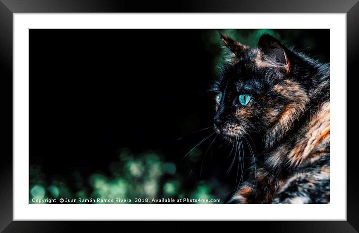 Very nice cat with green eyes Framed Mounted Print by Juan Ramón Ramos Rivero