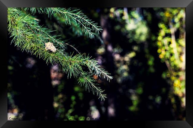 Branches of green conifers with dry leaf on it Framed Print by Juan Ramón Ramos Rivero