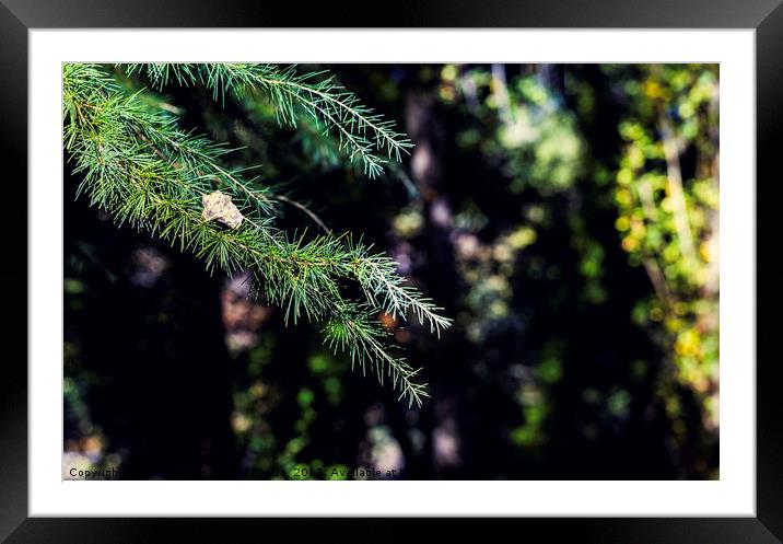 Branches of green conifers with dry leaf on it Framed Mounted Print by Juan Ramón Ramos Rivero