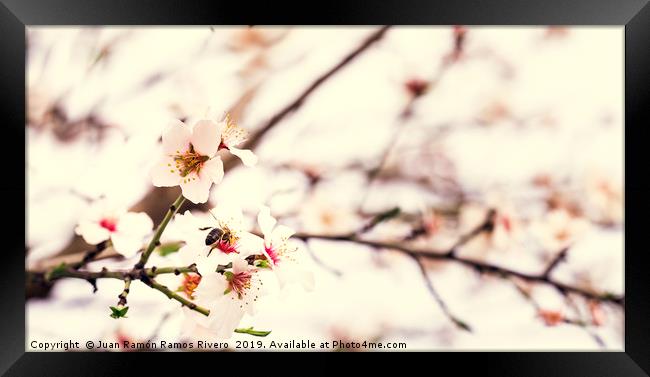 Bee on almond tree flower, beautiful springtime bl Framed Print by Juan Ramón Ramos Rivero
