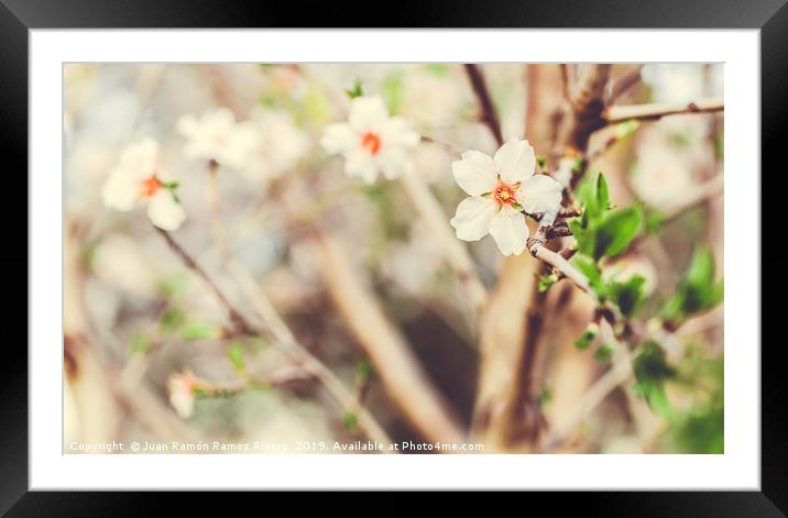 Almond Trees Blossoms Blossoming in the park durin Framed Mounted Print by Juan Ramón Ramos Rivero