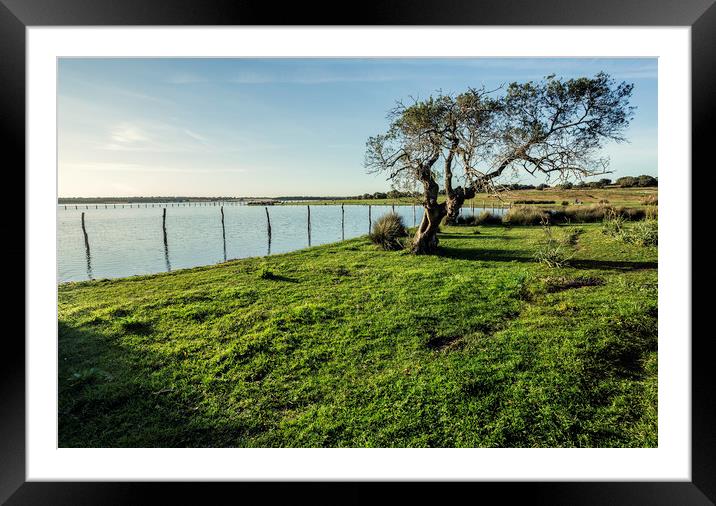 Old Cork oak tree (Quercus suber) on the shores of Framed Mounted Print by Juan Ramón Ramos Rivero