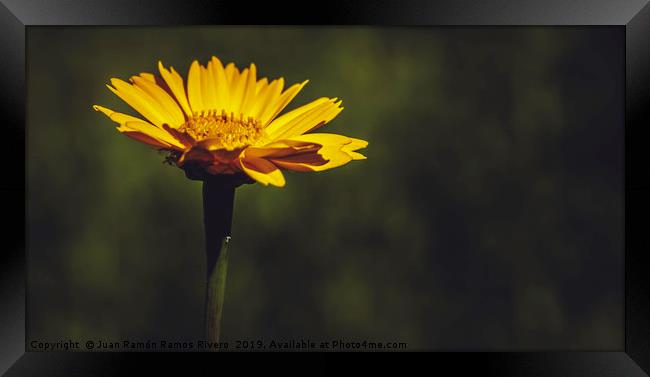 Macro close-up of a yellow daisy flower Framed Print by Juan Ramón Ramos Rivero