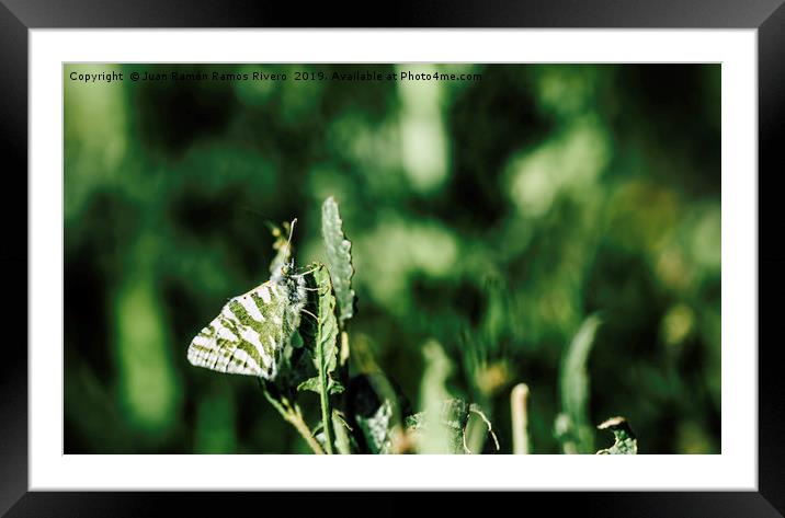 The butterfly with green and white wings is well c Framed Mounted Print by Juan Ramón Ramos Rivero