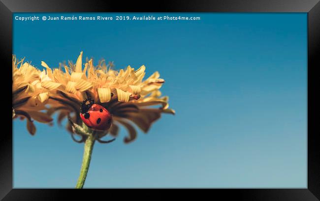 Ladybird on a sunny yellow daisy flower low angle  Framed Print by Juan Ramón Ramos Rivero