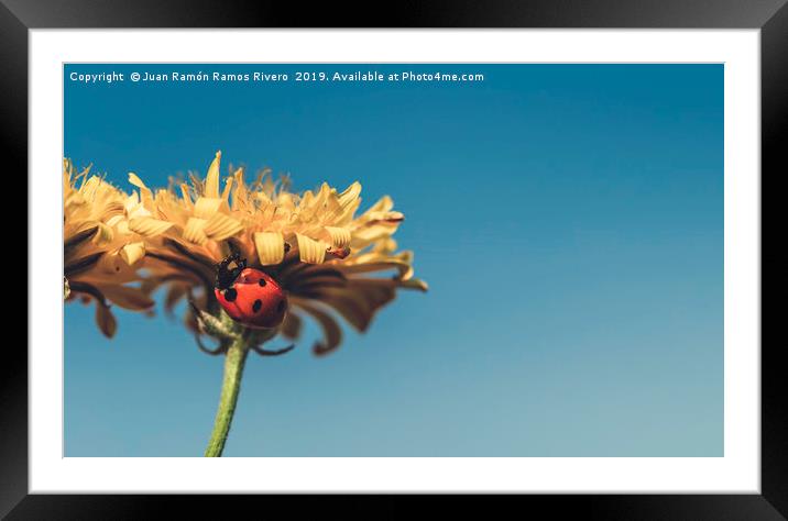 Ladybird on a sunny yellow daisy flower low angle  Framed Mounted Print by Juan Ramón Ramos Rivero