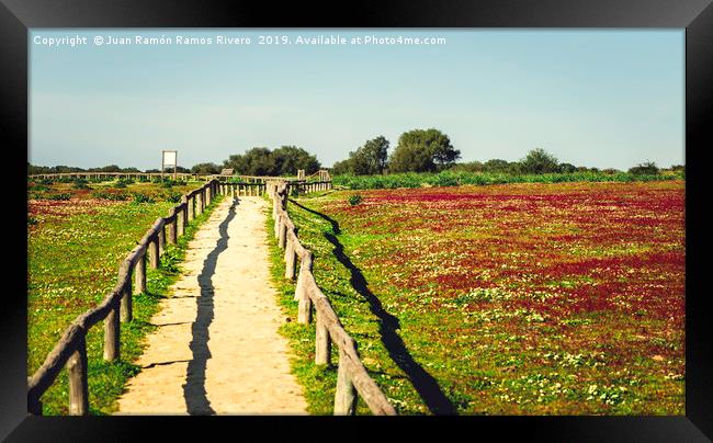 Red flowers field landscape with blue sky and dirt Framed Print by Juan Ramón Ramos Rivero